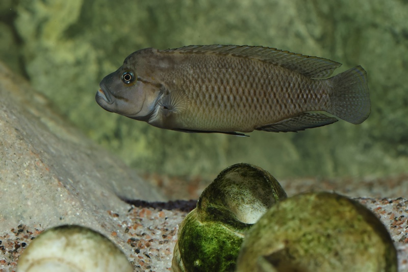 Telmatochromis temporalis 'Mpulungu'